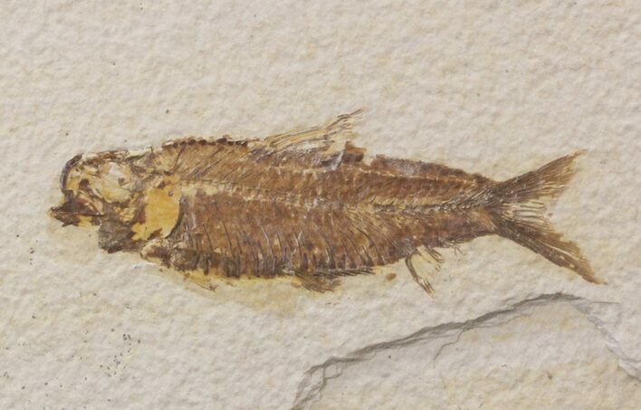 Bargain Knightia Fossil Fish - Wyoming #39675